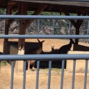 カンガルーくん