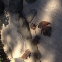 ミーアキャット