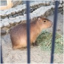 都会のカピバラさん