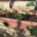 苺の苗を植え替え
