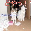 11月23日の日記