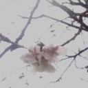 とんび歳時記ーさくらにも種々あり
