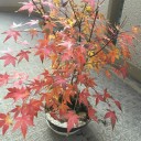 年内最後のお墓参り