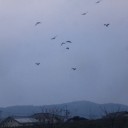 よろず歳時記ー百閒川のいろどり２１・塒へ帰る