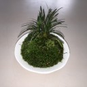 コケリウム