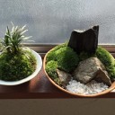 コケリウム