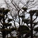 万歳時記ー初雪