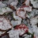 万歳時記ー初雪