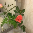 ピンクの蔓バラ