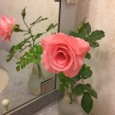 ピンクの蔓バラ