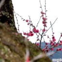 万歳時記ー旭川のいろどり３０・半田山５