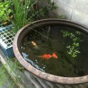暖かい日は水仕事