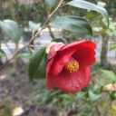 椿がいっぱい、小鳥たちもいっぱい！
