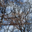 桜の開花と金魚の産卵