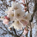 春は苦手