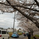 桜満開