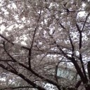 お花見～