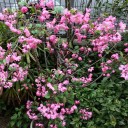 墓参りと花見