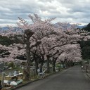 墓参りと花見