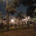 桜の日曜日