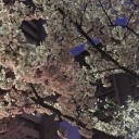 お花見