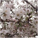 花より小麦粉