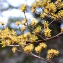 旭川のいろどり３７ー半田山１１