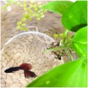 侘び草・BIOみずくさの森