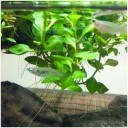 侘び草・BIOみずくさの森