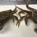 『付喪神』と『スクモガニ』って、似てますよね