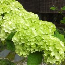 花も緑！