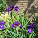菖蒲とスズランが開花