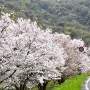 旭川のいろどり４４－堤の桜を愛でる
