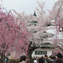 2016/4/23 弘前の桜