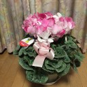 シクラメンの花が２度咲く