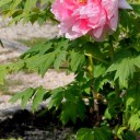 里山のいろどり５ー牡丹５