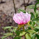 里山のいろどり６－牡丹６