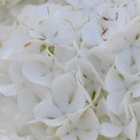 里山のいろどり９－小手毬