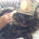 猫ビショップ