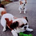 百閒川のいろどり４８ー愛犬天国１