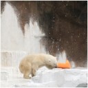 野生の王国