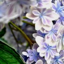 プランターのいろどり１－紫陽花１