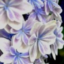 プランターのいろどり１－紫陽花１