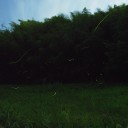 最近撮ったの