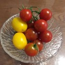 ミニトマトの収穫