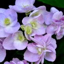プランターのいろどり５－紫陽花５