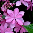 プランターのいろどり５－紫陽花５