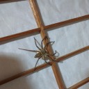 蜘蛛の発生/Spider Spawning
