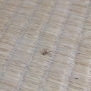 蜘蛛の発生/Spider Spawning