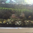 アマゴが一匹になってしまいました。